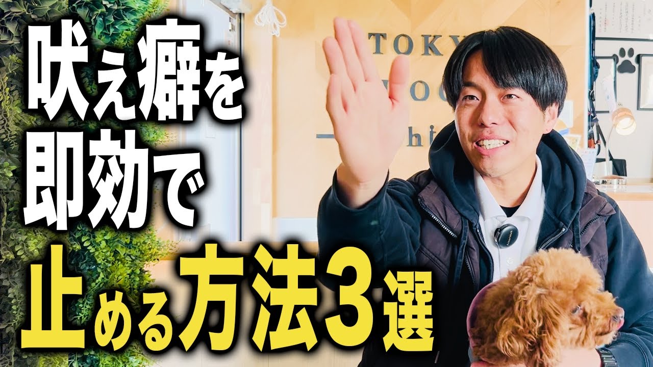 【犬のしつけ】吠え癖を即効で止める方法【トレーニング】