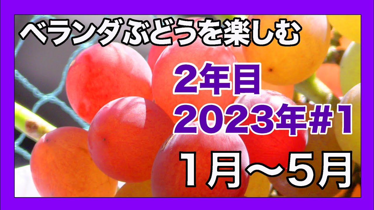 [ベランダ葡萄2年目]2023年#1　1月から5月の葡萄。Growing Japanese grapes on your balcony.
