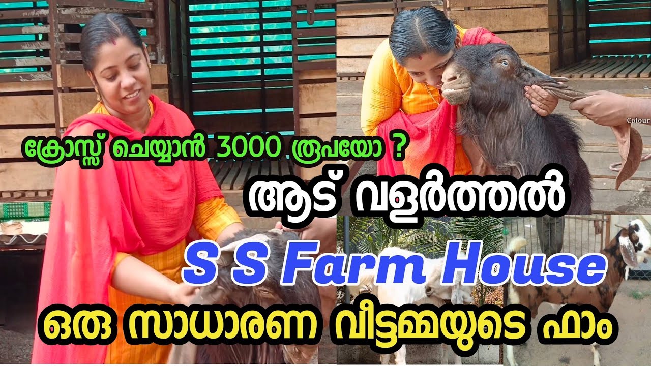 SS Farm House Kayamkulam|goat farming Malayalam|ആട് വളർത്തൽ| ക്രോസ്സ് ചെയ്യാൻ 3000 രൂപയോ ?
