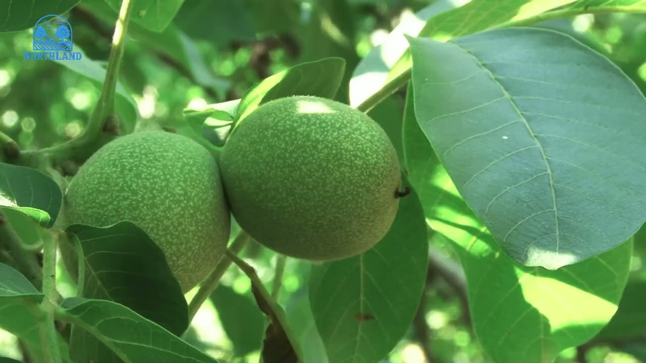 Καλλιέργεια Καρυδιάς: Ηλιακά εγκαύματα. Τι πρέπει να γνωρίζετε