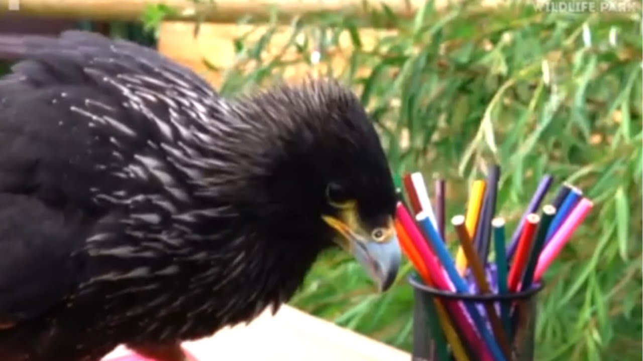 Animals Go To School! (Paradise Wildlife Park!)