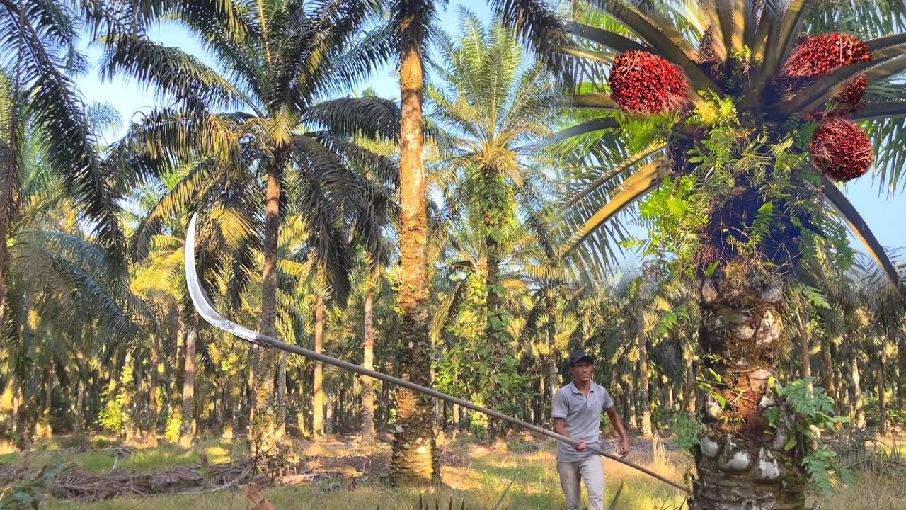 Panen sawit rotasi 15 hari luas kebun 5 ekar habis di pruning buahnya padat padat menyenangkan