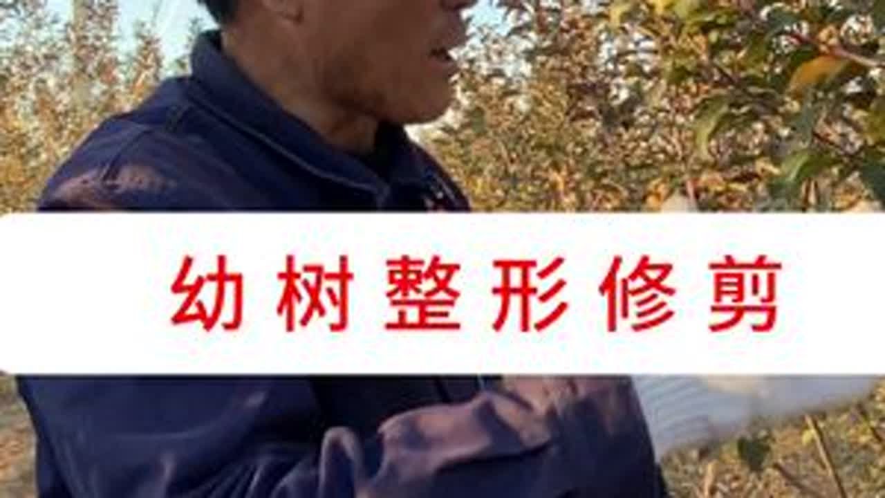 粉丝用户邀请修剪问题幼树。#洛川大海 #大海带叶修剪 #大海辩证管理