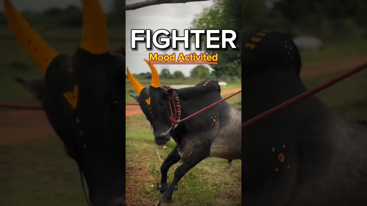 Fighter 💪 🐂 || Bull in Fight Mood || unstoppable Energy 🐂 🔥 