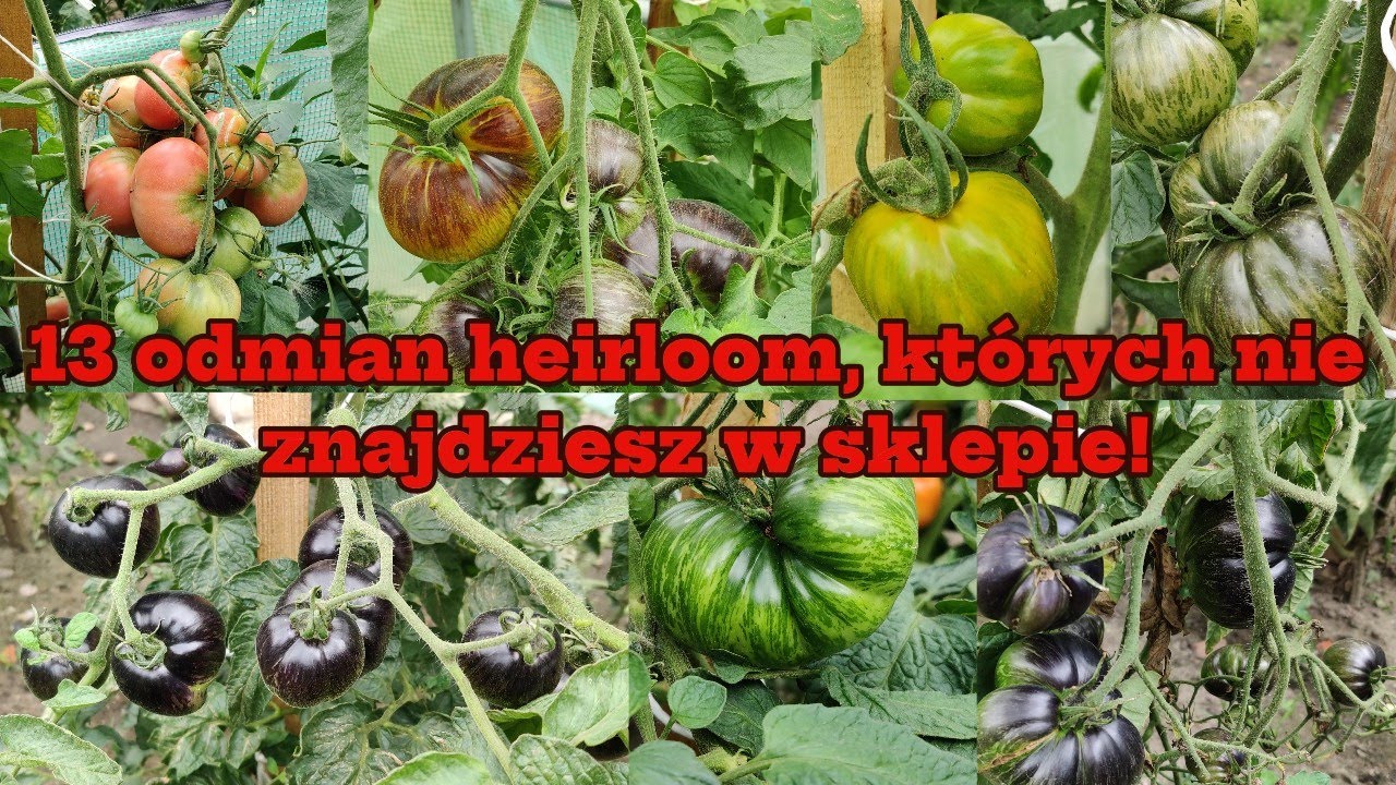 13 heirloom varieties you won't find in stores! Growing overview.