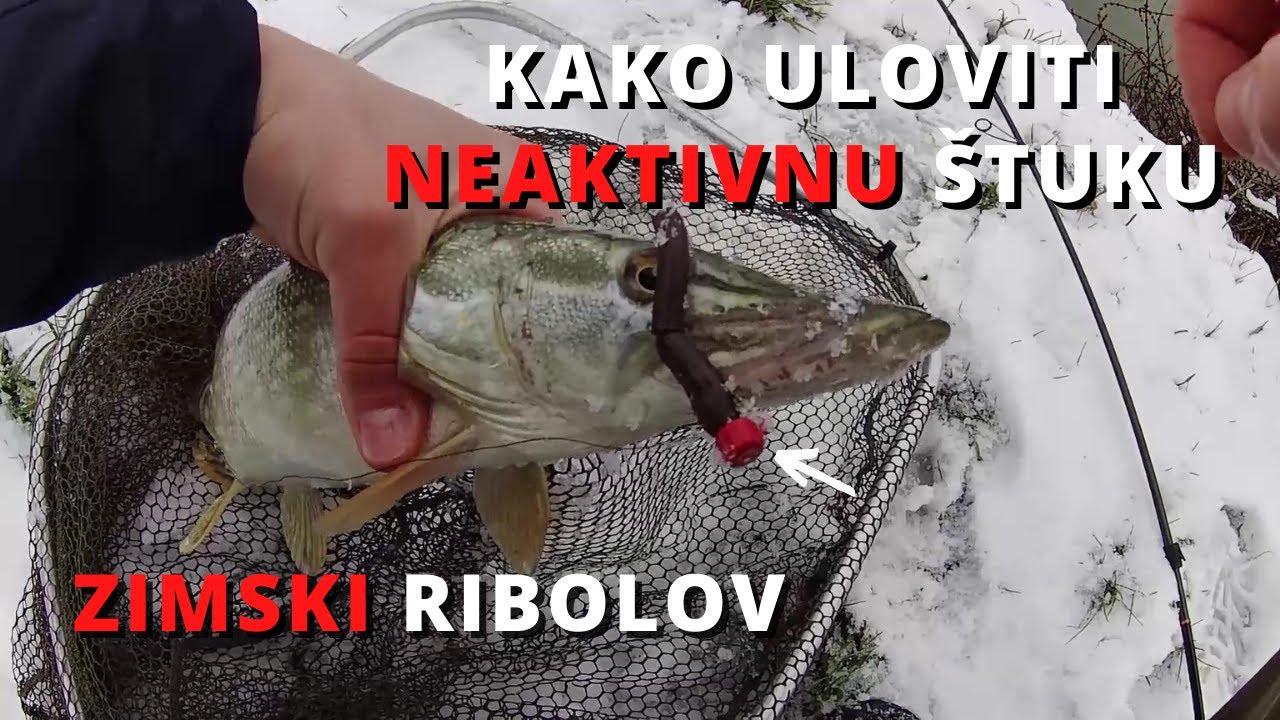 Kako uloviti neaktivnu štuku po zimi - How to Catch Inactive Pike in Winter