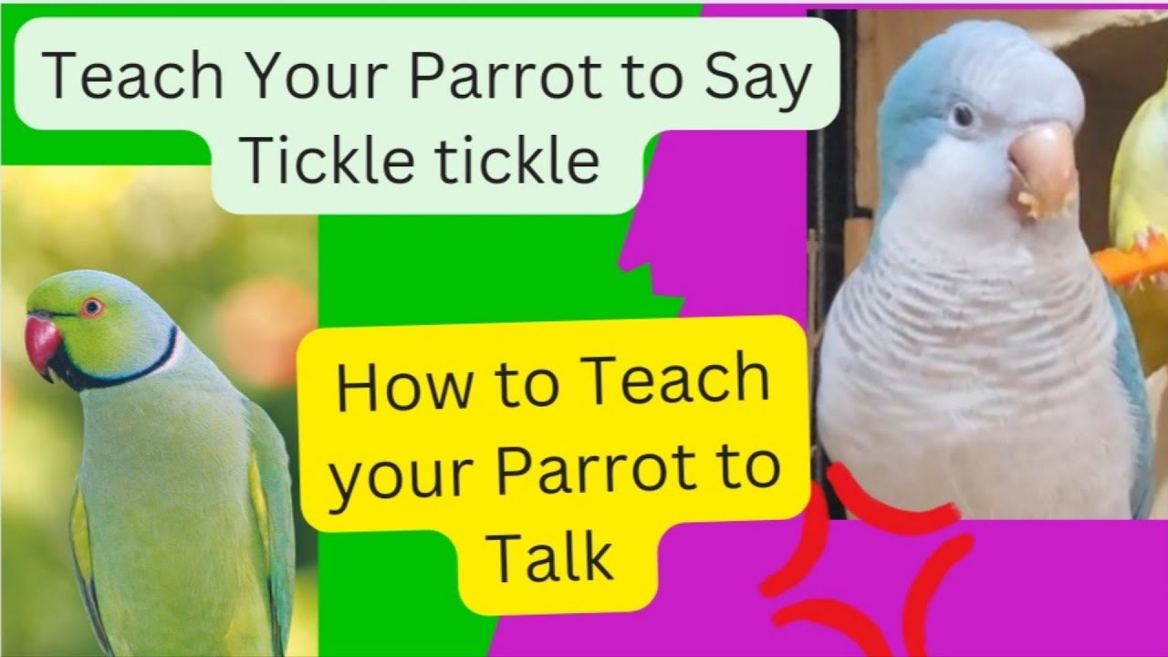 How to Teach your Parrot to Talk | Teach Your Parrot to Say Tickle Tickle | Quaker Parrot Talking 🦜