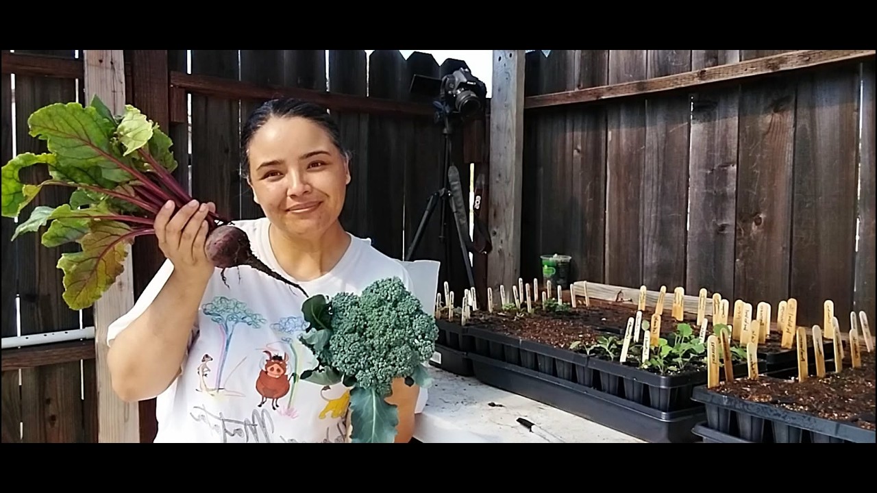 separacion de plantines en nuestro nuevo invernadero | que tierra uso para los semilleros !