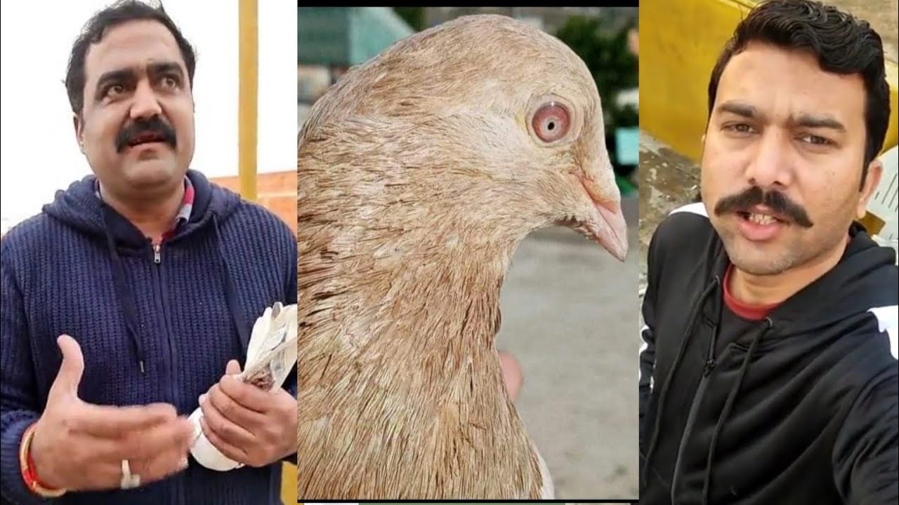 Ustad Rana Munna Pigeons || Zain Jutt