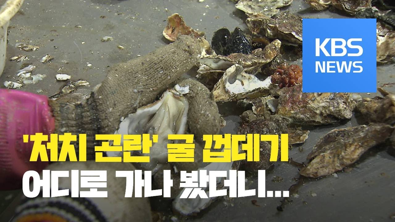 &lsquo;처치 곤란&rsquo; 굴 껍데기&hellip;해상 투기까지 / KBS뉴스(News)