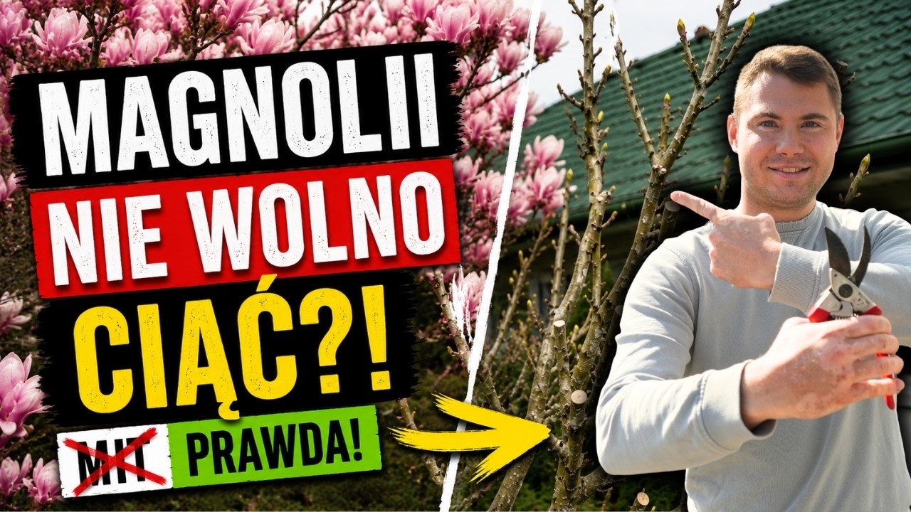 Czy można przycinać magnolie? Jak i kiedy ciąć magnolię