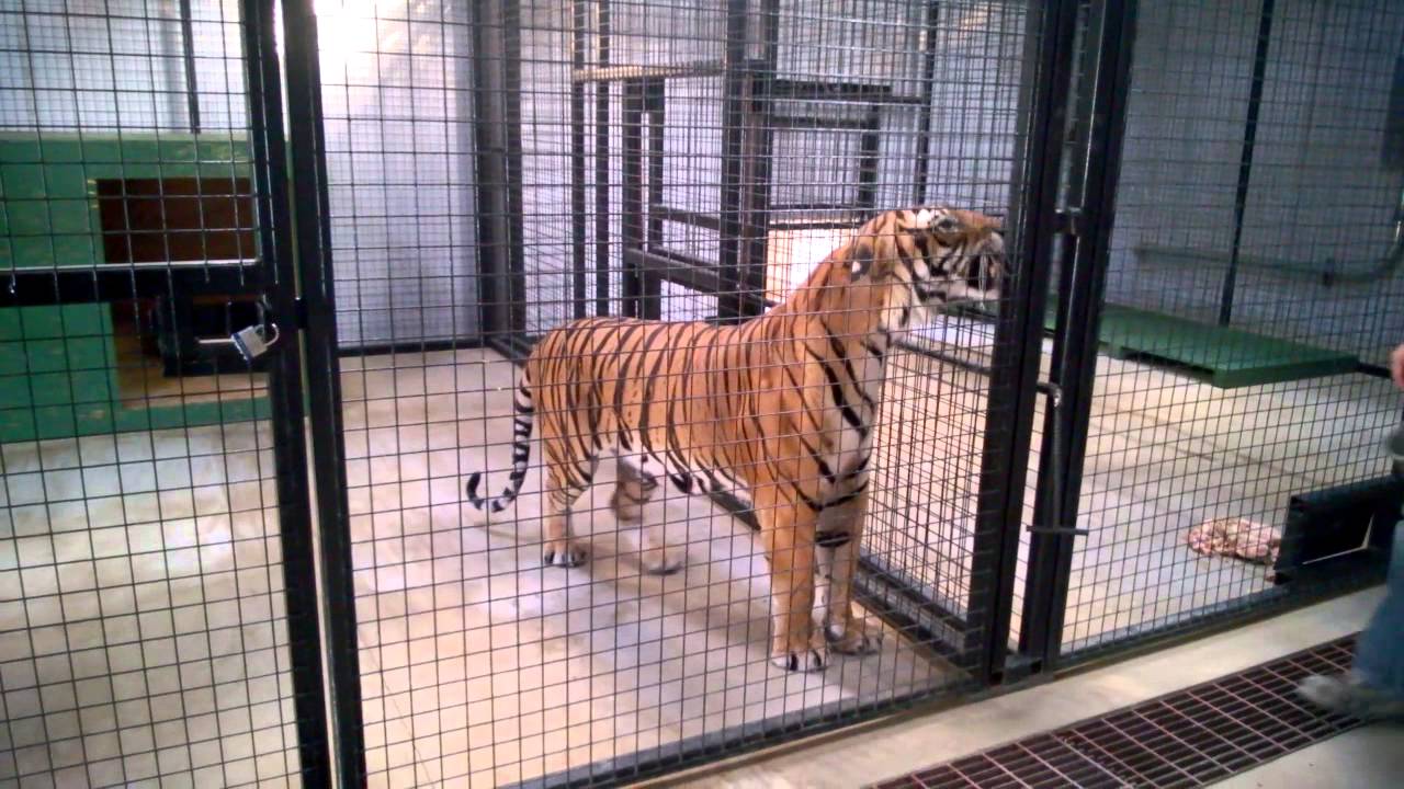TIGER FEEDING TIME