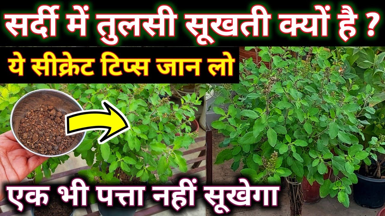 TULSI PLANT WINTER CARE.Tulsi plant care.सर्दी में तुलसी की देखभाल.तुलसीको सूखने से कैसे बचाएं.