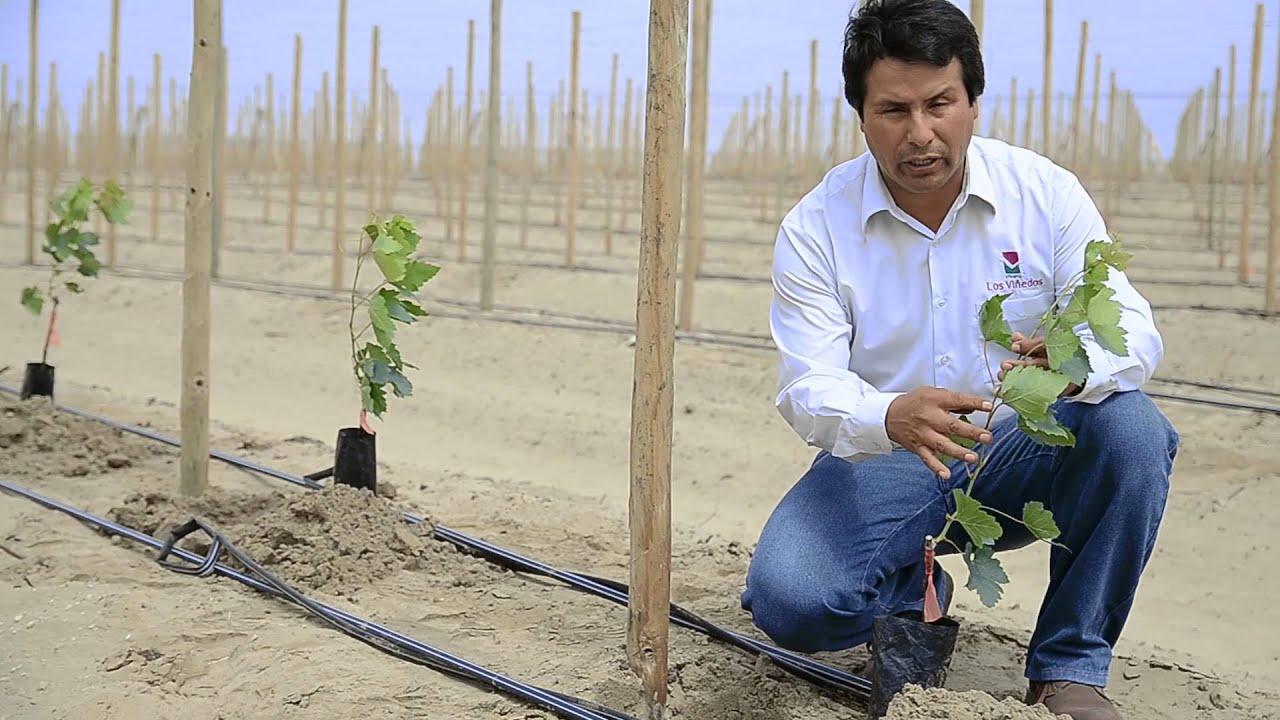 TRANSPLANTE DE VID EN BOLSA