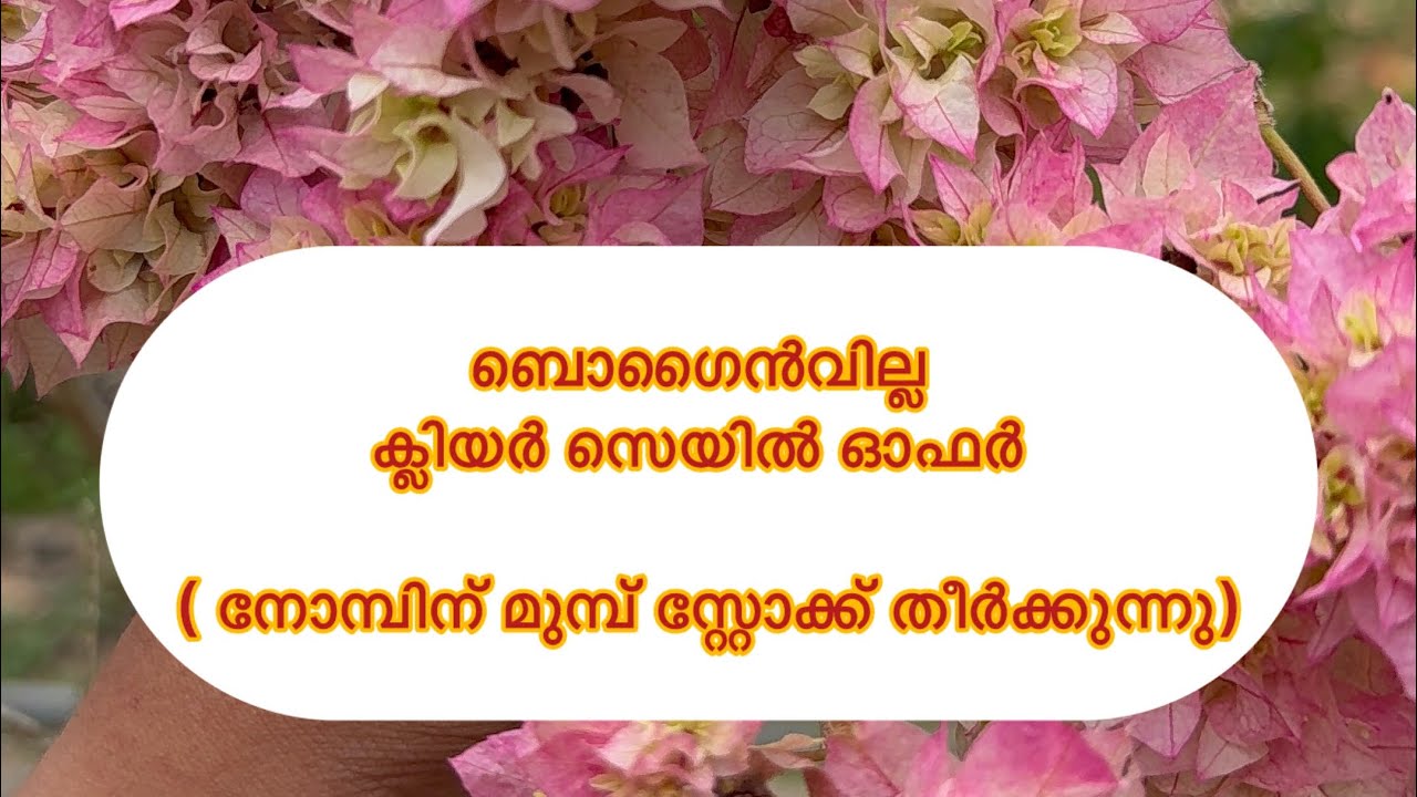 #Bogainvilla Clear Sale Offer #ബൊഗൈൻവില്ല സ്റ്റോക്ക് തീർക്കുന്നു നോമ്പിന് മുമ്പ് ❤️