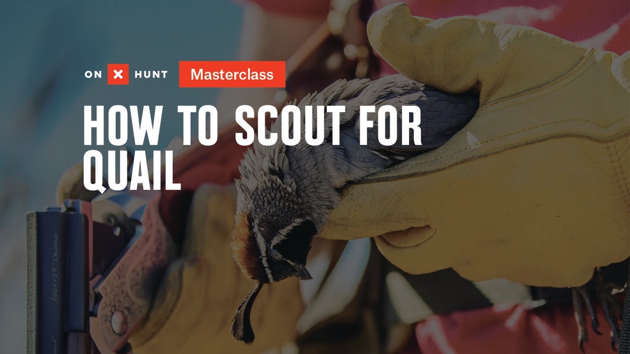 Scouting For Quail- onX Hunt Masterclass