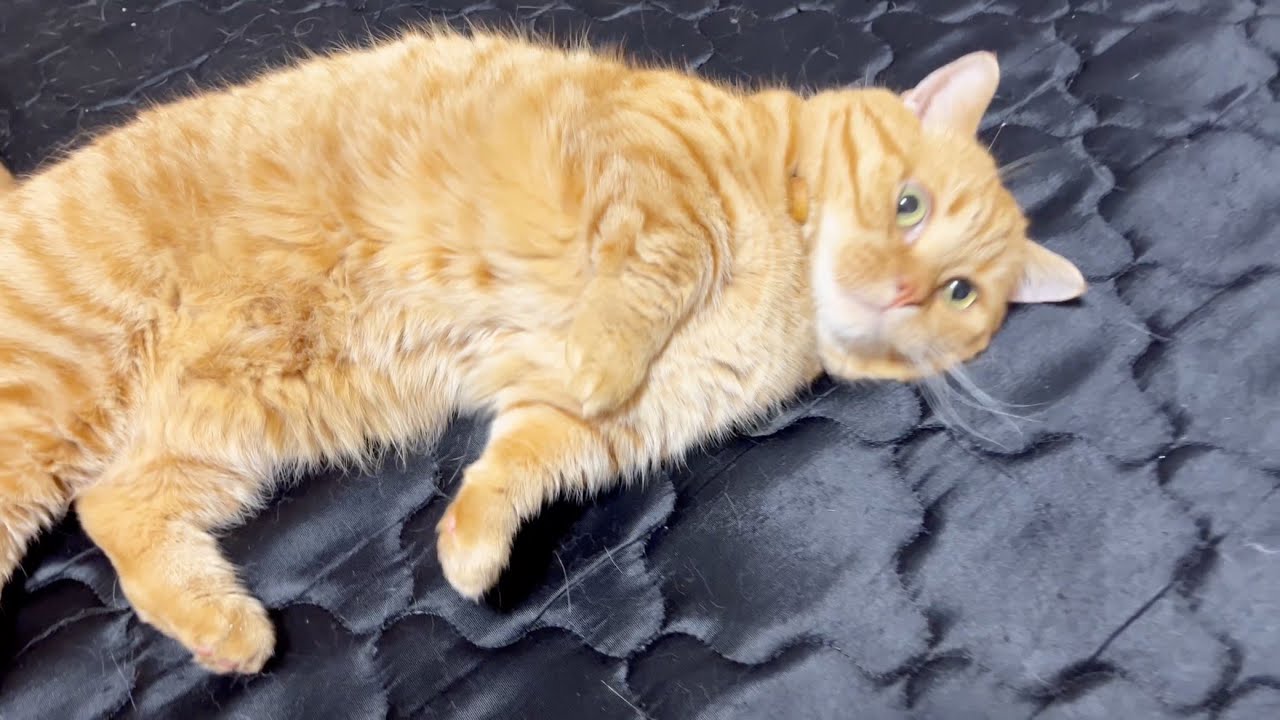 病院から帰宅したら『飼い主と猫、数年ぶり感動の再会！』みたいになった