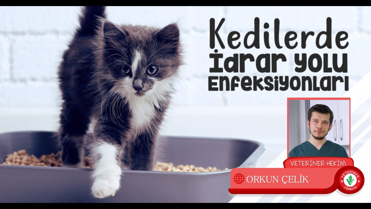 Kedilerde İdrar Yolu Enfeksiyonu Nedir, Belirtileri ve Tedavisi- Veteriner Hekim Orkun ÇELİK