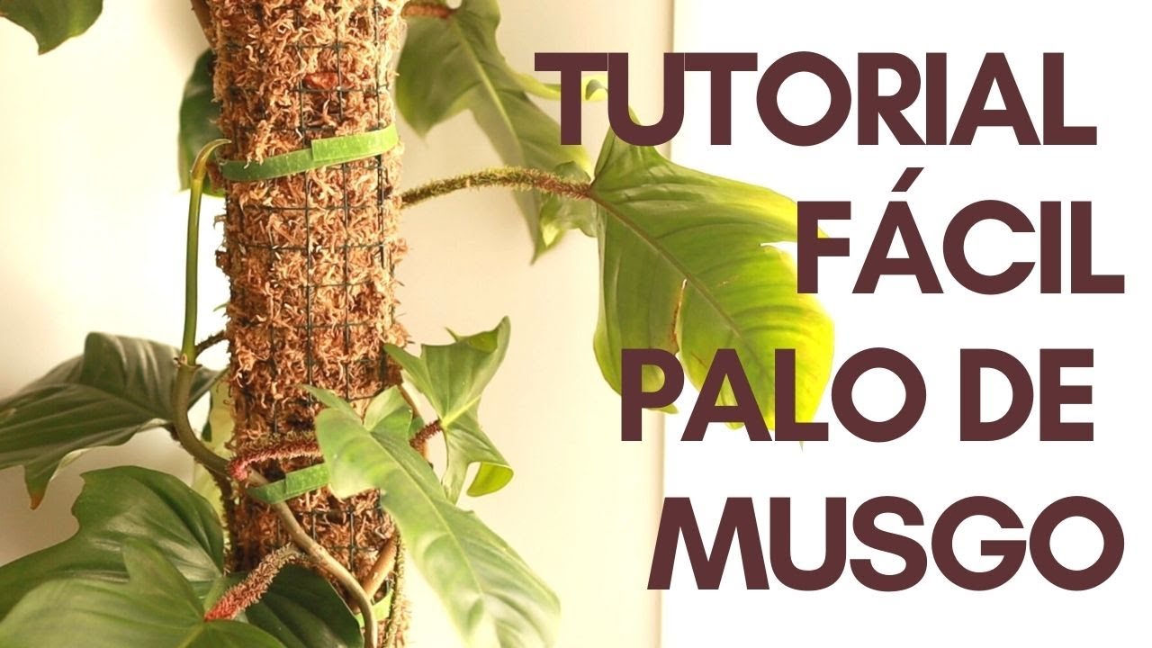 Tutorial: Crear Palo de Musgo para mi Philodendron Squamiferum