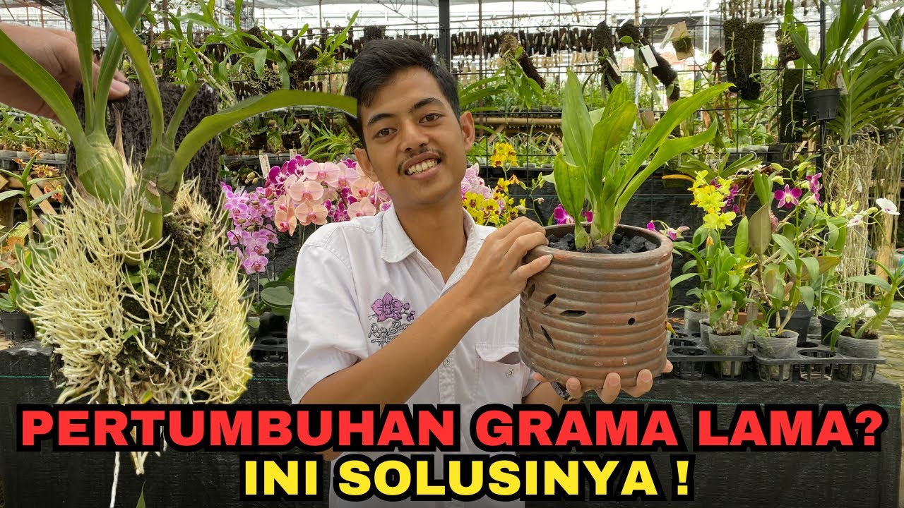 ANGREK GRAMA‼️CARA PENANAMAN ANGGREK GRAMA YANG BENER DAN BISA MEMBUAT AKAR LEBAT‼️