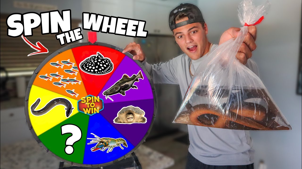 Spin the Wheel & BUYING Whatever it Lands On - Challenge