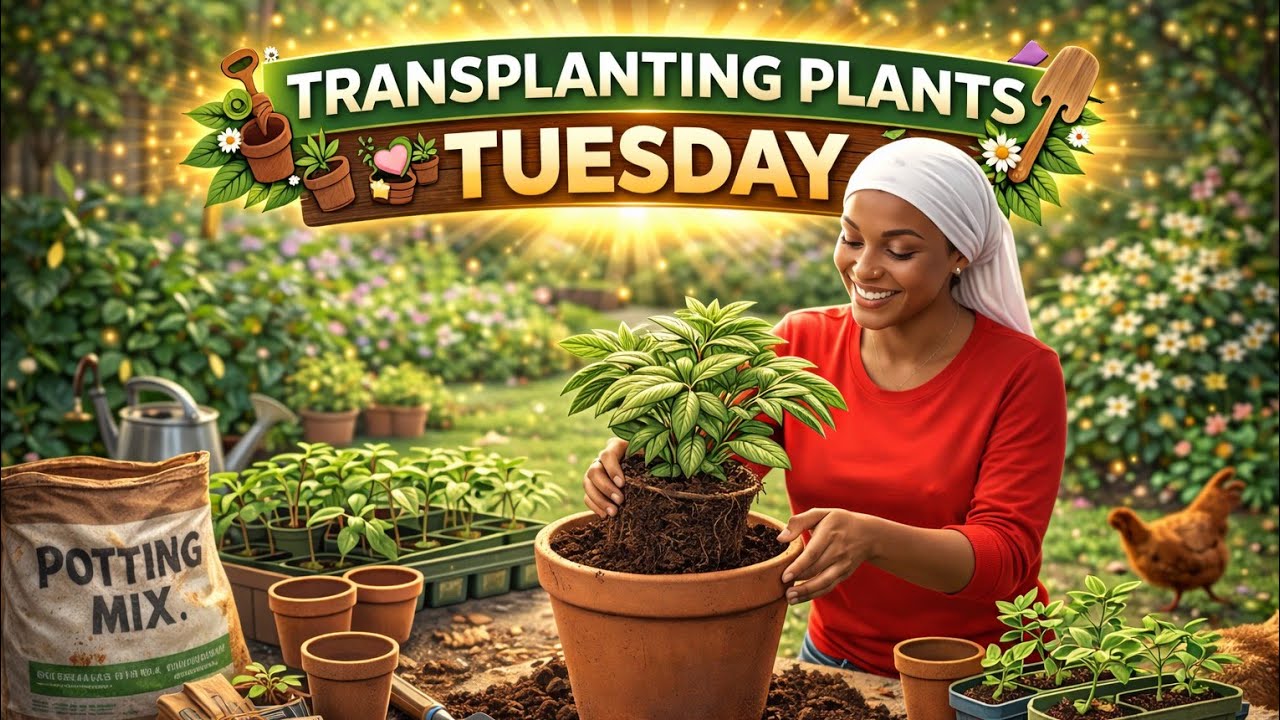  Garden tour + Transplanting Plants + Planting seeds 