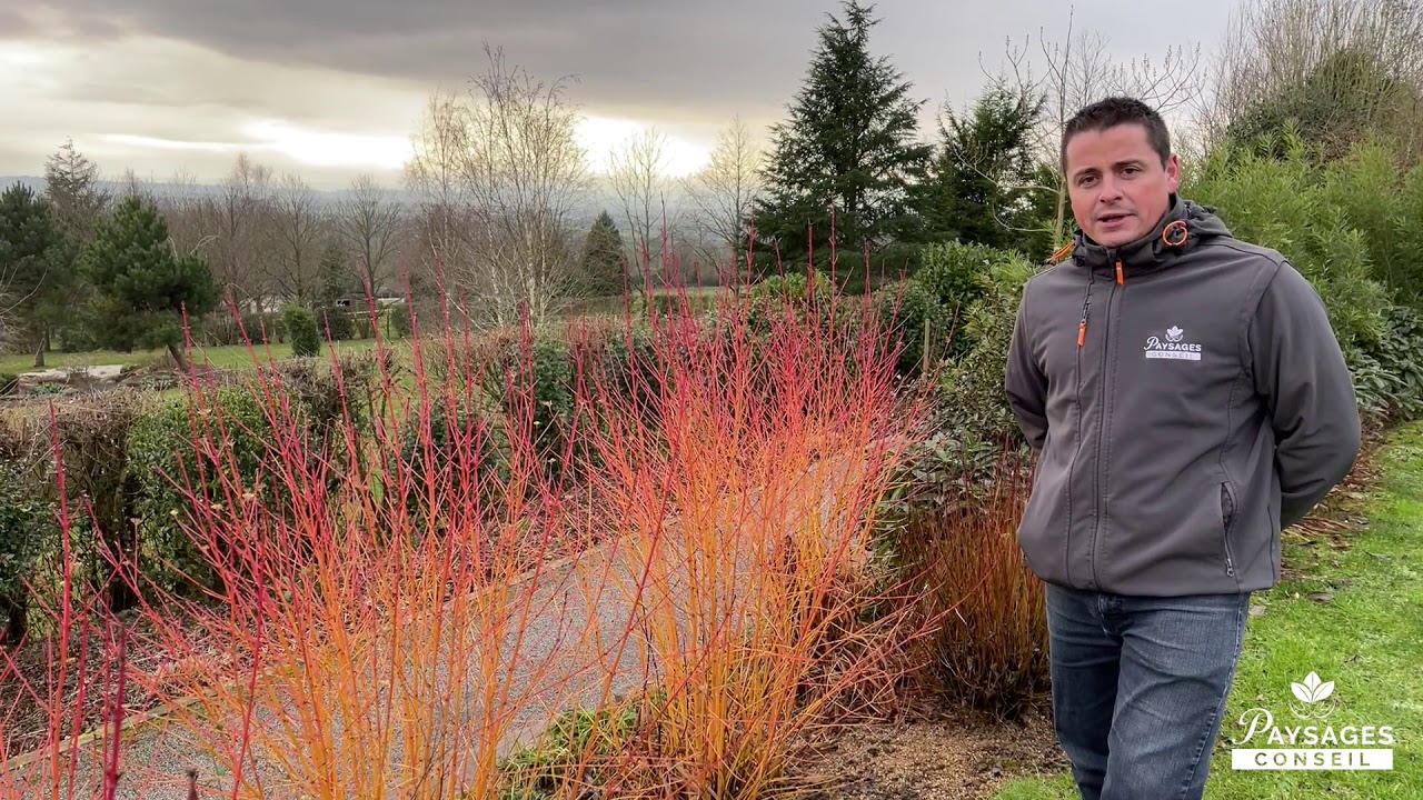 Cornus sanguinea 'Midwinter Fire' | Par Paysages Conseil