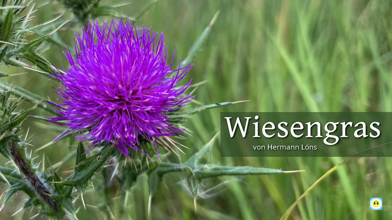 SOMMERLIEBE II: Wiesengras - Gedicht von Hermann L&ouml;ns