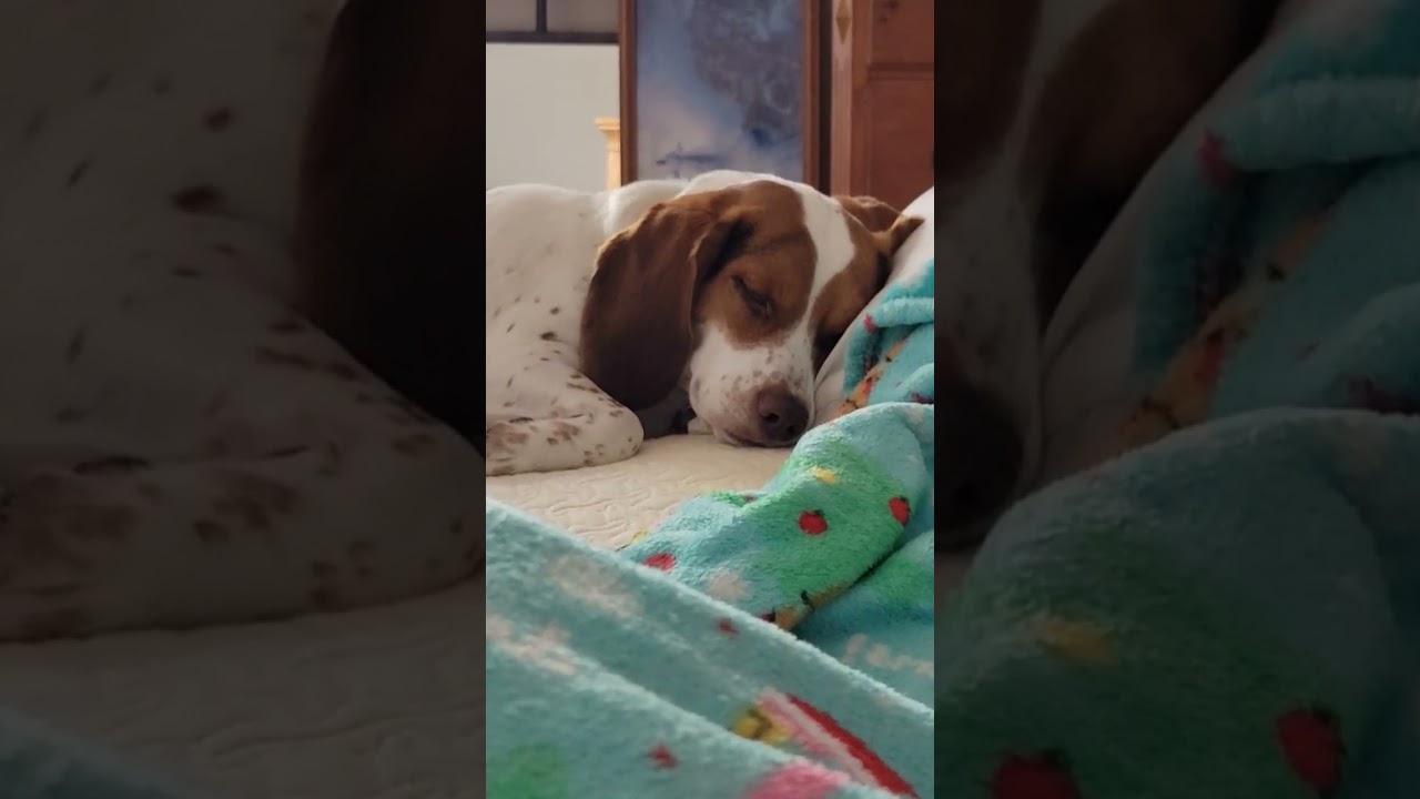 when puppy hits REM  sleep 💤 
