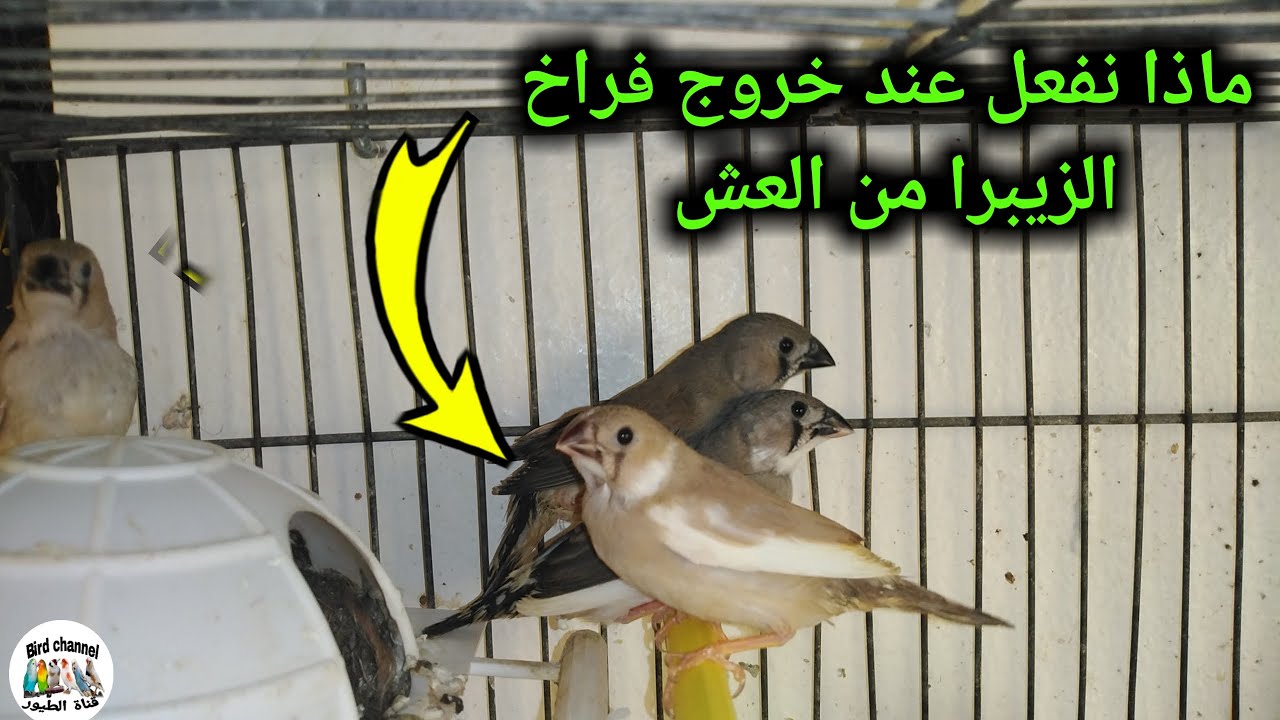 ماوجب عليك فعله عند خروج فراخ الزيبرا من العش مع ذكر كيفية تسريع فطام الفراخ