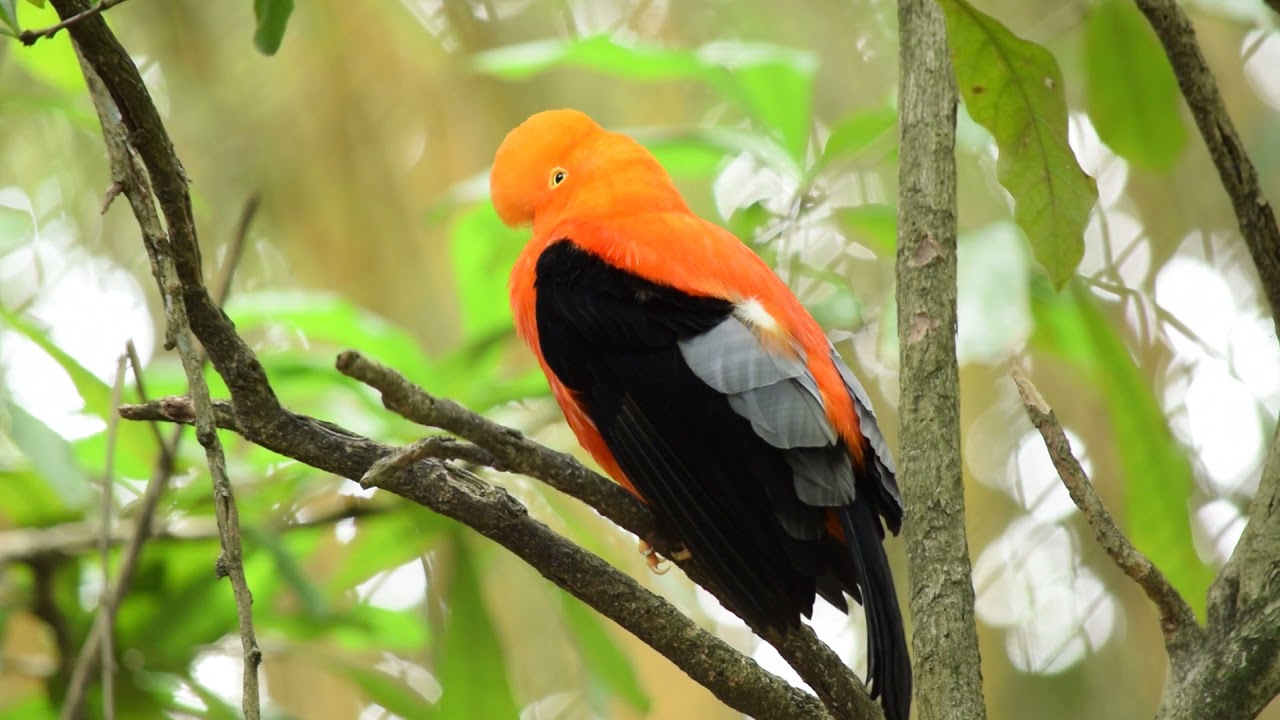 beautiful orange bird || beauty bird || orange-black bird ...