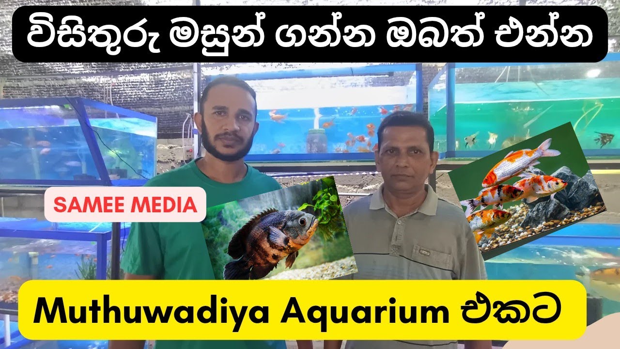 නිවසේ මාලු ටැන්කියට ලස්සනම විසිතුරු මසුන් ගන්න එන්න Muthuwadiya Aquarium එකට #Oscar #viral #fish