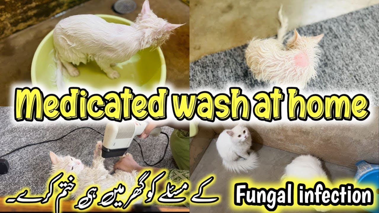 How to Give Medicated Bath to a kitten | Cat Ringworm Medicated Bath || Fungal infection treatment