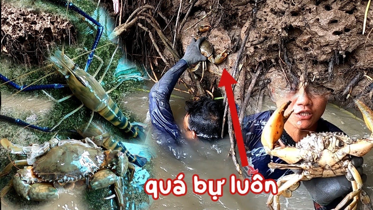 Lâu Lâu Đi Mò Lại Tôm Bắt Đã Tay Hên Được Con Cua Quá Khủng/Đat Nguyễn Cần Giờ