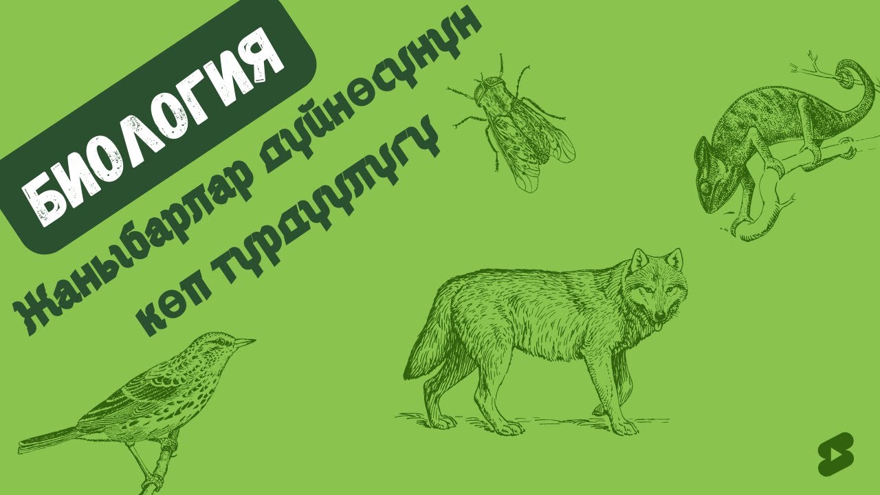 Жаныбарлар дүйнөсүнүн көп түрдүүлүгү БИОЛОГИЯ #кыргызча