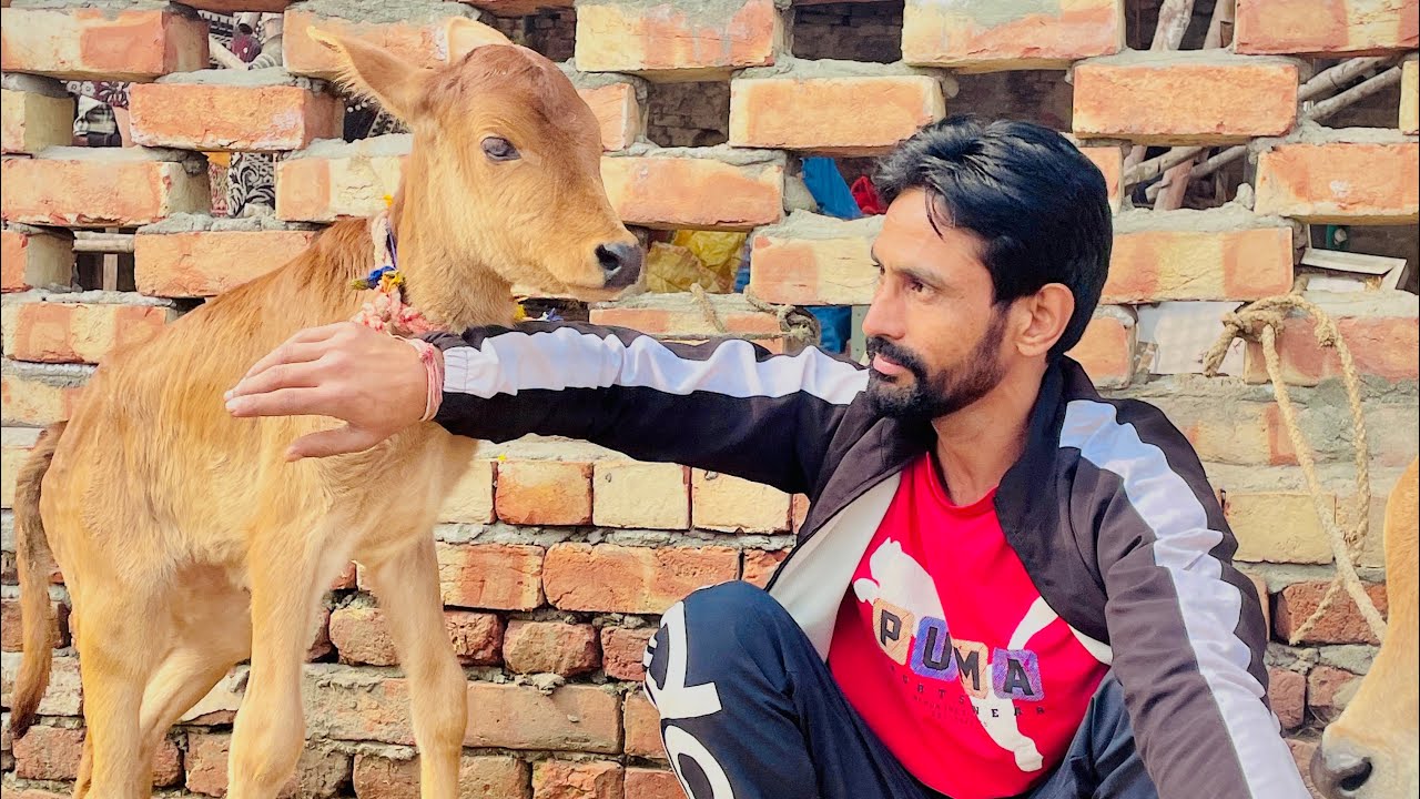 Jai gau mata ki 🚩🐂