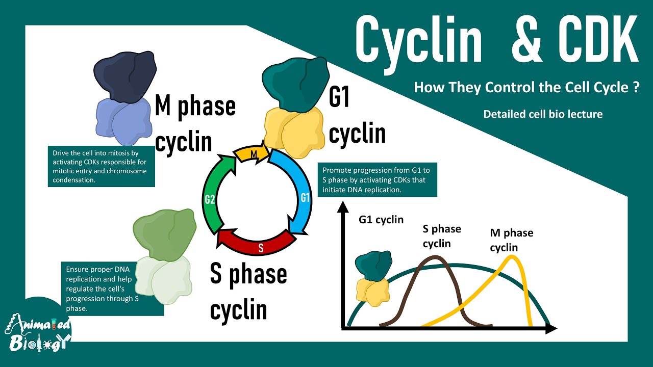 Cell cycle regulation by cyclin and CDK | what is cyclin and Cyclin dependent kinase? | Cell bio