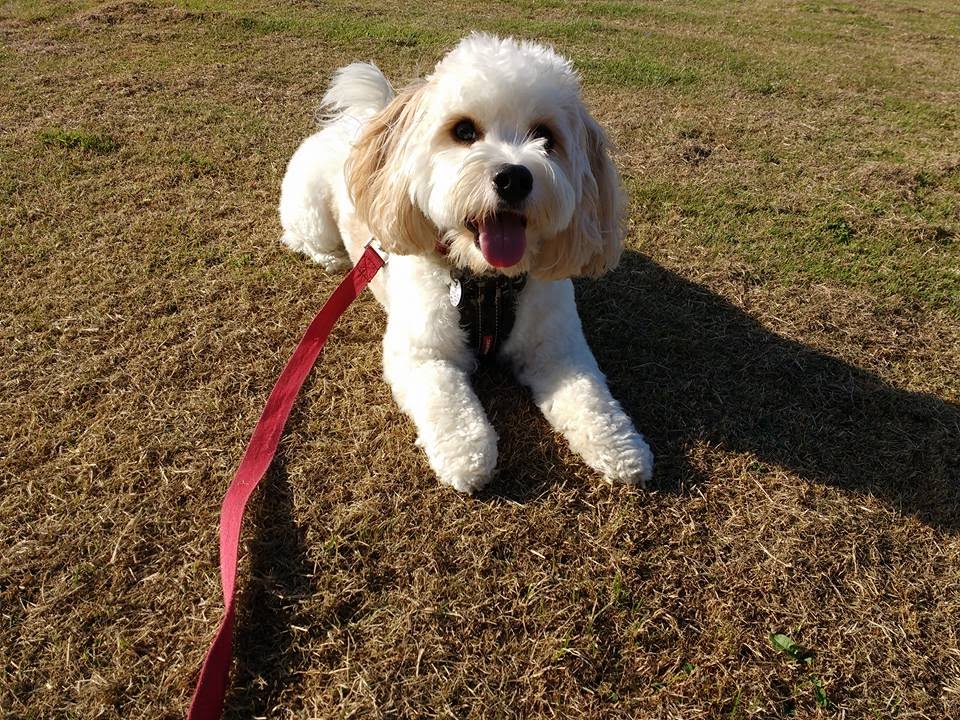 Yoshi - Cavachon - 3 Weeks Residential Dog Training
