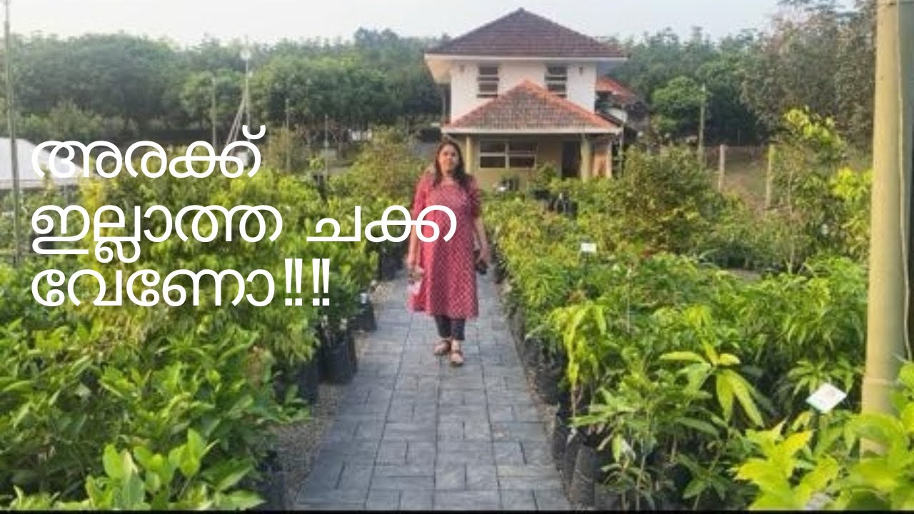 Home Grown Nursery!!!!  Fruit Plants!!Nursery visit!!
