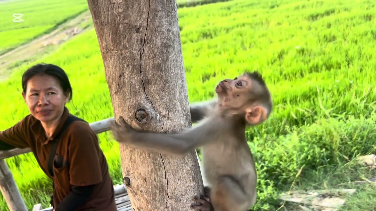 Mommy takes Mary to breath fresh air in the countryside #animals #mary #monkey