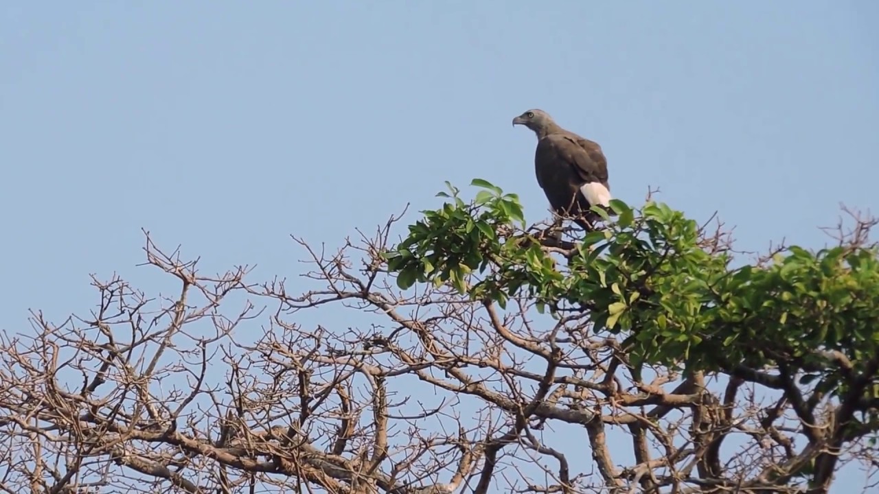Birding on Lake Tonle Sap, Siem Reap Cambodia 2017