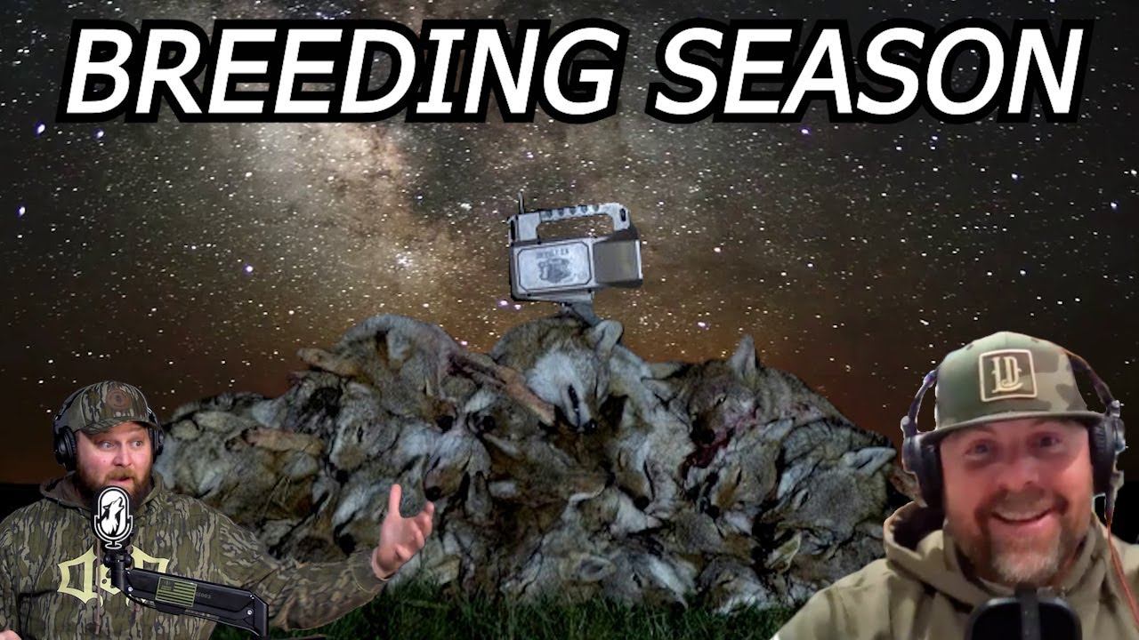 Coyote Breeding Season | Geoff Nemnich (Lucky Duck)