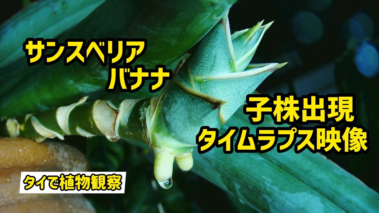  【タイで植物観察】サンスベリア バナナ、子株出現！！！成長をタイムラプス撮影！！！