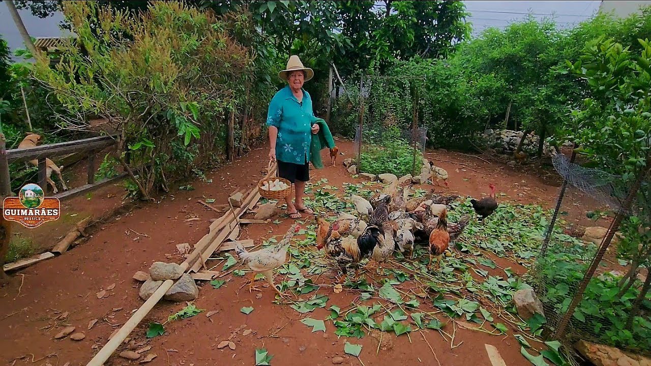 COMO CRIAR GALINHAS CAIPIRAS EM UM PEQUENO ESPAÇO DE TERRENO!