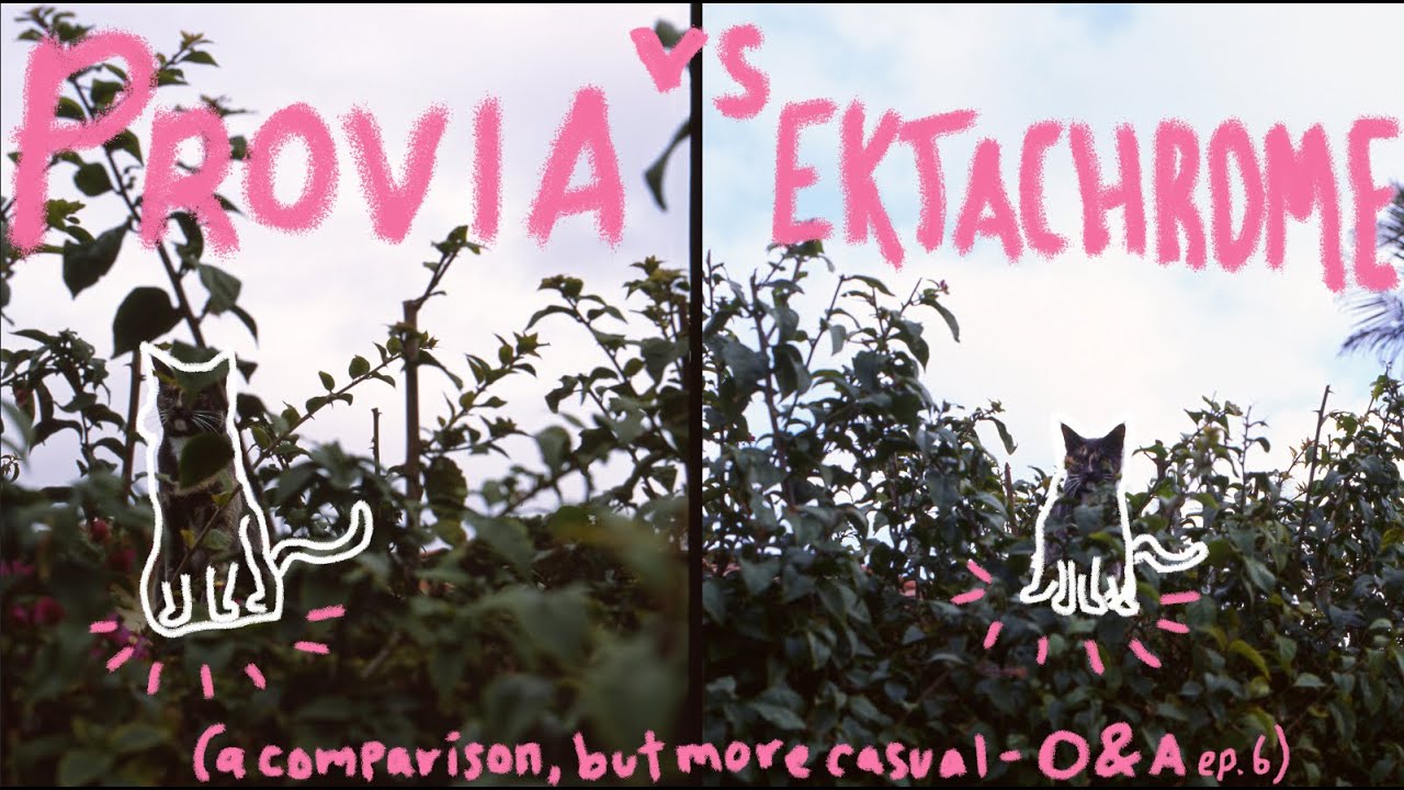 Fuji Provia 100 vs Kodak Ektachrome 100 (but casual- O&A ep.6)