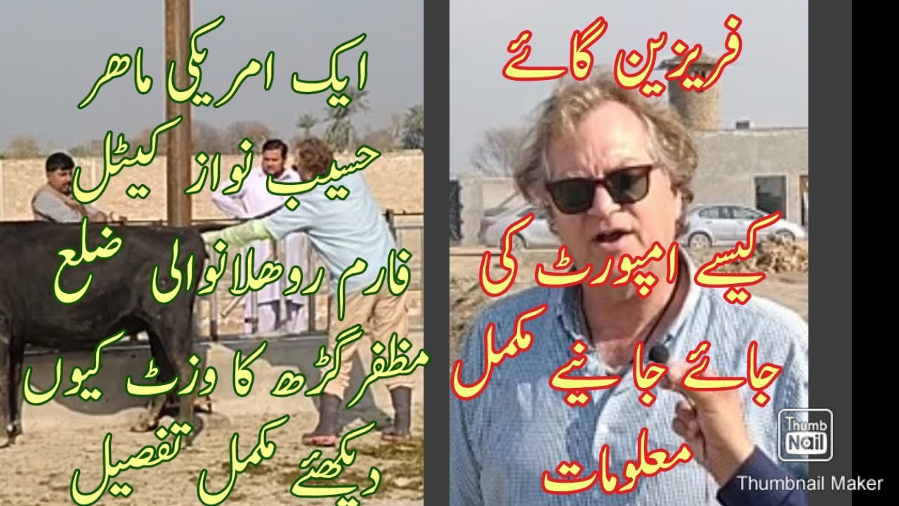 dairy farming//import Australian cows /Australian cow farming on Haseeb Nawaz dairy Farm