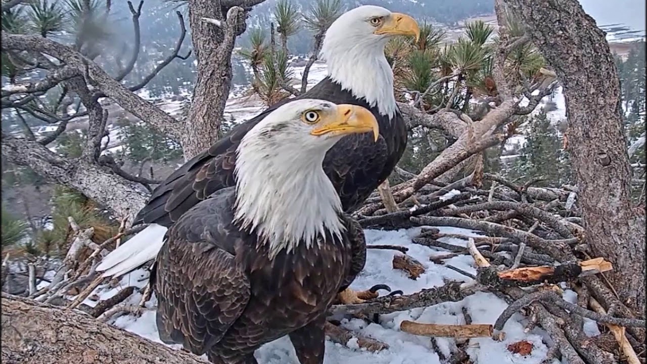 8-18-19 Big Bear Eagles~Shadow Reaching Maturity-2018/19 Pictures