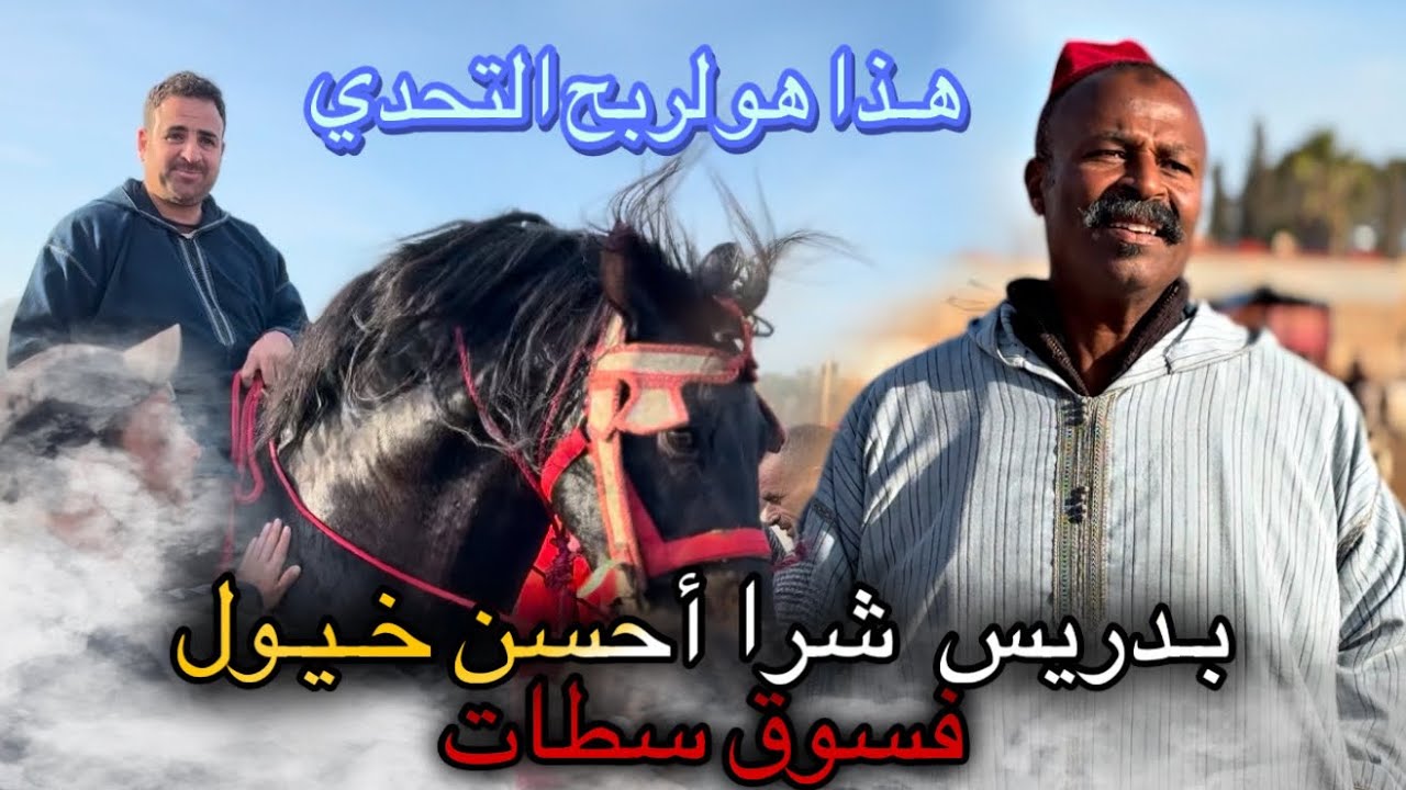 🚨حـصان جاب العز لبيضاوا اليوم فسوق سطات 😱 وبدريس شرا أحسن خيول وشوفوا معامن تصالح🥹….