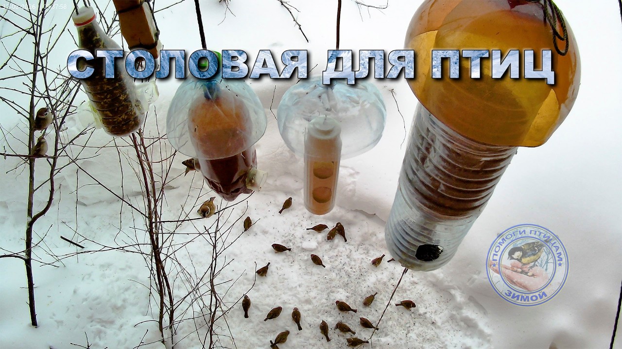Кормушка для птиц 12 февраля 2026 года (02)