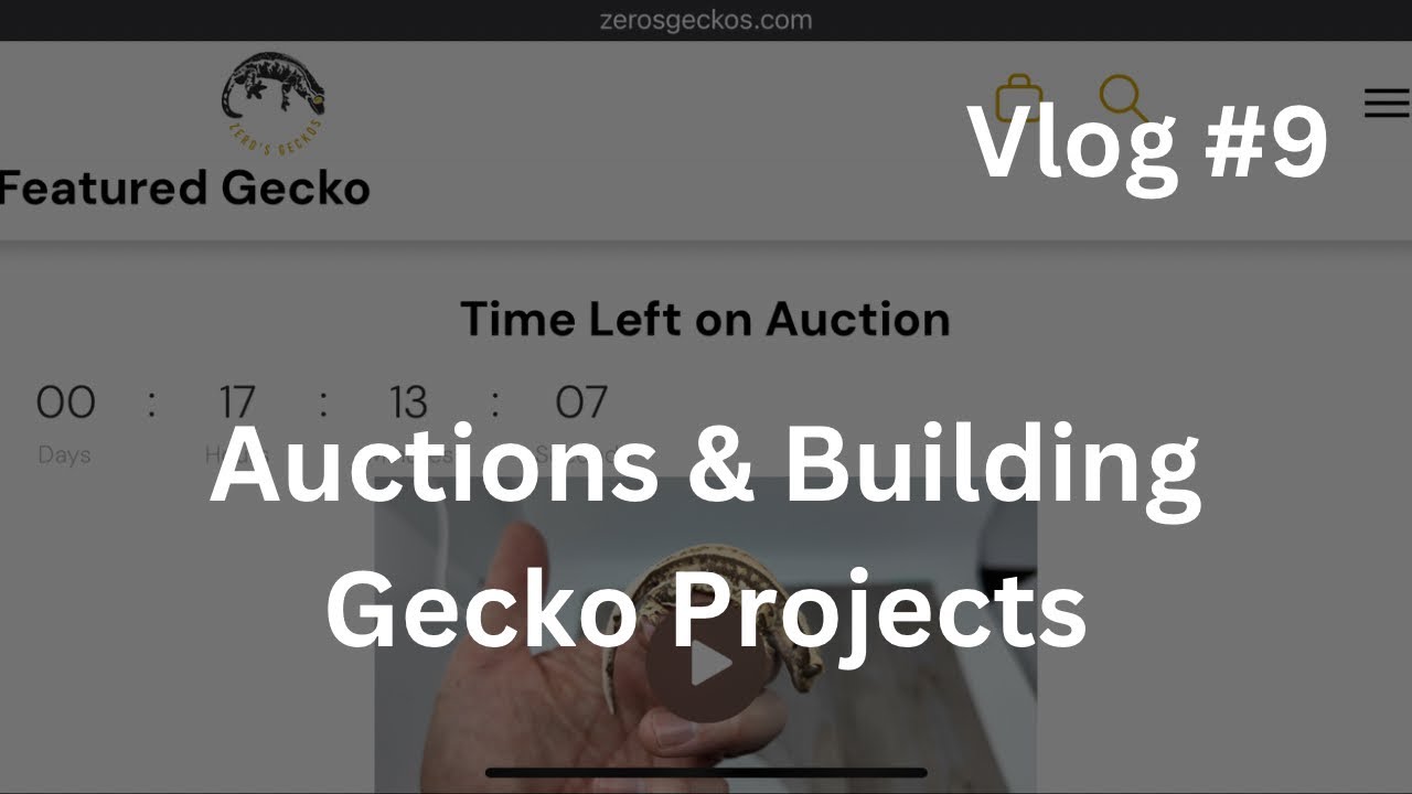 Auctions & Building Gecko Projects | Vlog #9 of Zero's Geckos